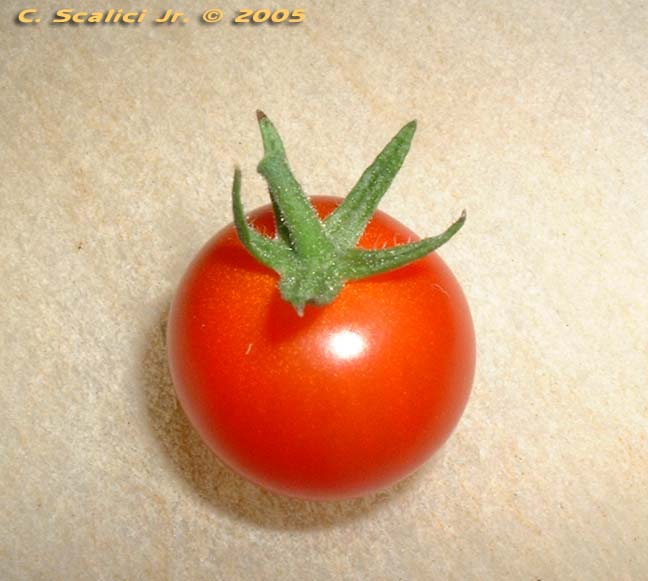 cherry tomato