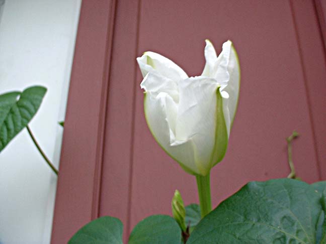 moonflower opening