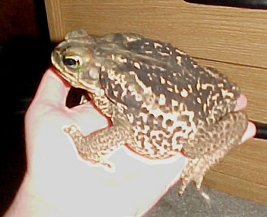 side view of Mortie the Rococo toad
