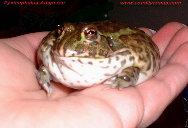 Baby Pyxie frog in hand 2