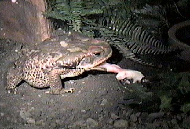 Toads Eating