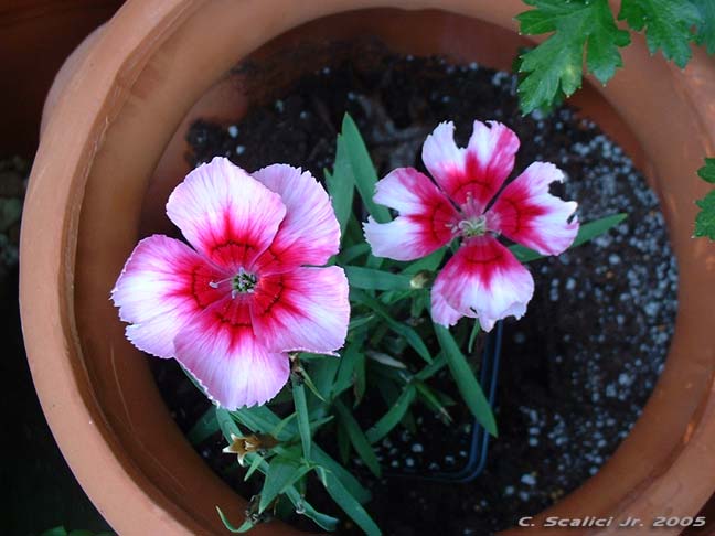 pretty pink flowers