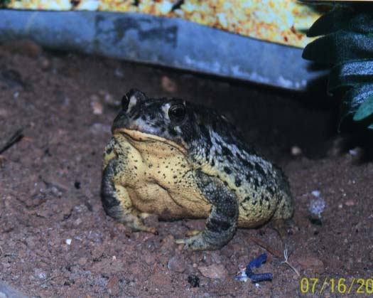 bufo boreas