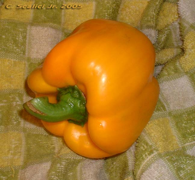 yellow bell pepper